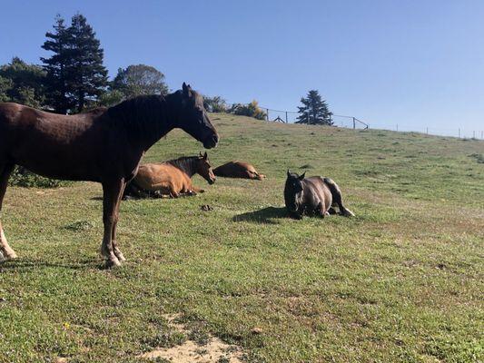 Horses relaxing and eating ‍