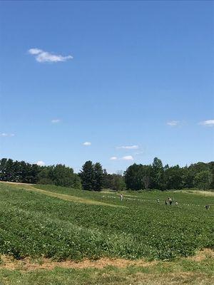 LOOK at those strawberry fields!!!