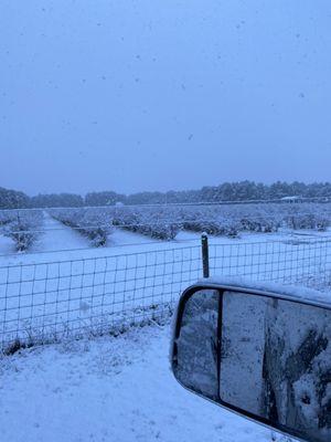 Snow at Twin Creek Ranch Blueberries. 2022