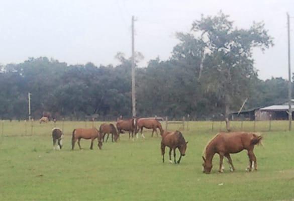 pasture mates