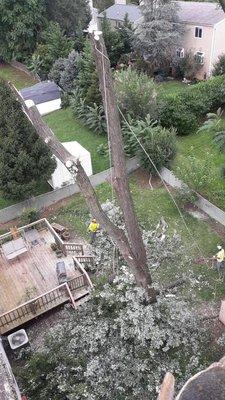 Tree Work