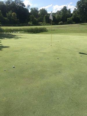 Goose poop covering the green