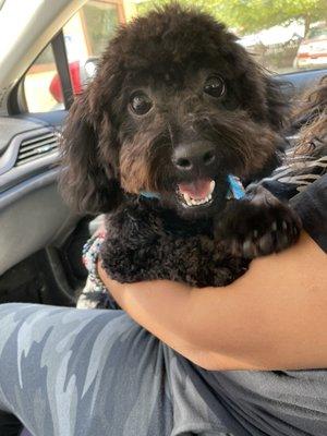 Happy groomed baby. She can see!