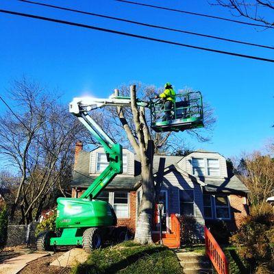 Power lines plus tree next to a house. Not a problem for the Monster Tree Service crew.