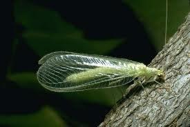 Green Lacewing eat aphids, spider mites and whitefly. Plus they are territorial and stay where you put them