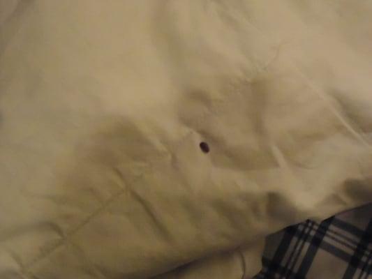 Bedbug on Blanket