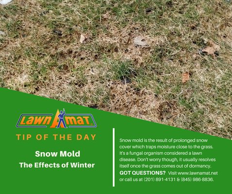 Do you have snow mold?