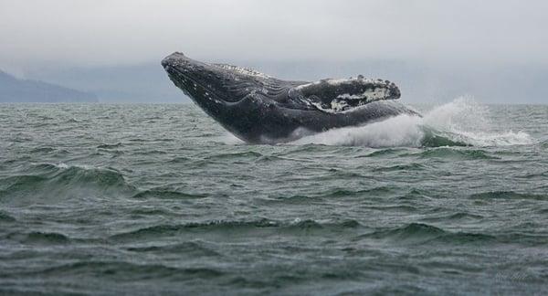 Whalewatching and breaching humpback whale off Point Retreat, Lynne Canal, Juneau, Alaska while on tour with Big Paul.