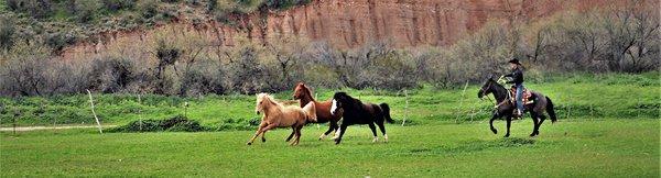 Buddy Uldrikson Horsemanship Roping Lessons