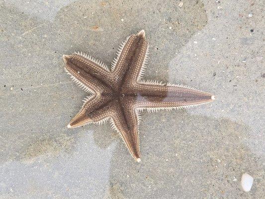 Gray starfish, growing back his legs.