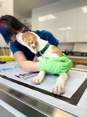 Hunny the mixed puppy loving Annie and Melissa at greenpoint