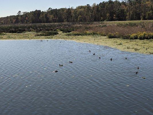 Ducks galore