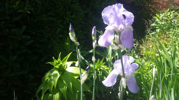 You'll be greeted by colorful flowers all spring and summer