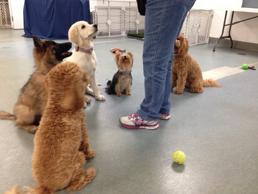 Practicing Sit at Puppy Preschool!