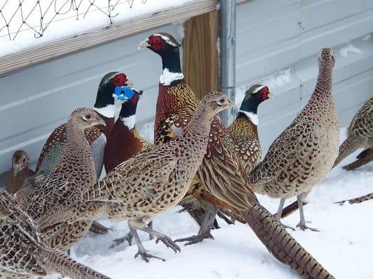 Cedar River Pheasants