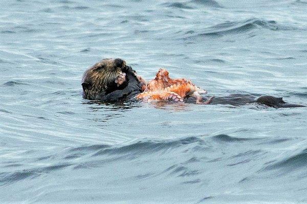 Otter with Octopus  - July 2018 Trip