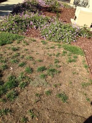 Sod that was laid and left to die by Pacheco when we hired them for expensive new landscaping.