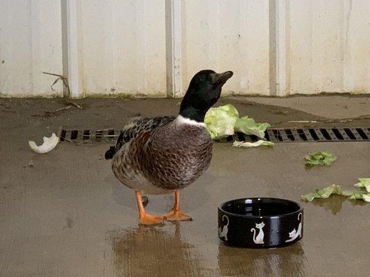 This is Duckley, a cute mallard who has adopted Stargazer as his home away from home. Say hi next time you see him!