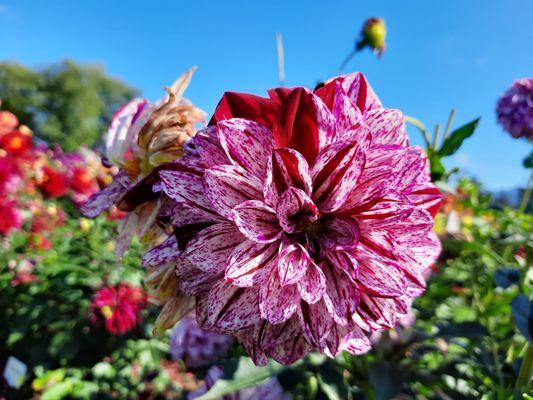 Old House Dahlias