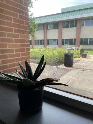 Plants in the halls and courtyard