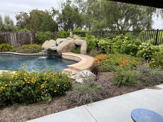 Back yard paradise. Texas privet hedge, Lantana ground cover and drought tolerant blooming plants.