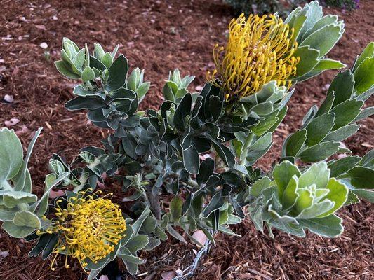 Drought tolerant plant