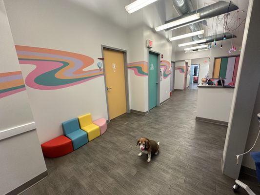 Check out our unique kid friendly office space including our office therapy dog, Doctor Bill!