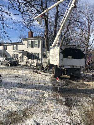 Large Tree removals