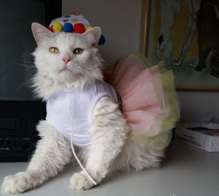 Bella, one of our beloved clinic cats, loves to play dress up.