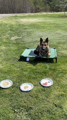 A little food to distract Bear as he demonstrates the place command