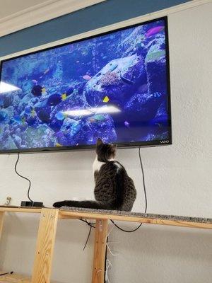 Aquarium tv for the kitties!!!!