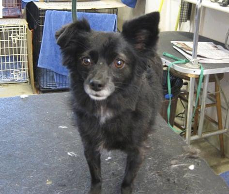 Black mixed breed