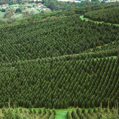 Tree Farm