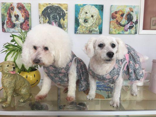 Ready for summer from their Spa day at Pet Palace Productions!!!