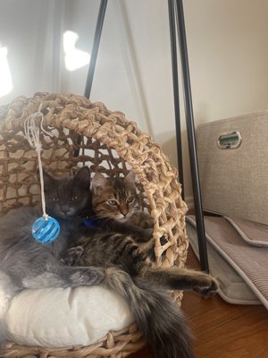 Romeo (grey) with our previous kitten Puck (brown tabby) cuddling 3 days after they got introduced!!!