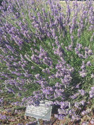 Small lavender garden