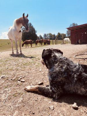 Chief (35 year young stud) and Mason (4 year old cattle dog) enjoying the view of each other.