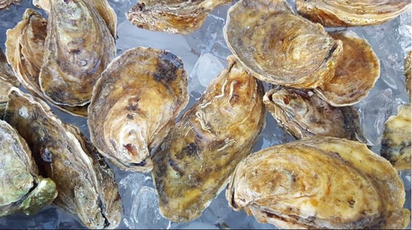 Oysters