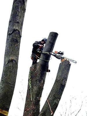 Boss Timber Tree Service  offers Emergency Tree Service in northeastern Wisconsin. Call 920-716-9606