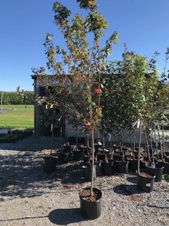 Autumn Blaze Maple