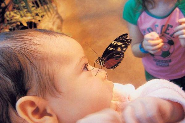 Butterfly Babies Daycare