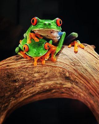 Red eye tree frogs