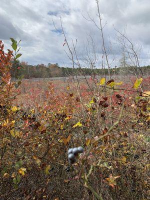 Franklin Parker Preserve