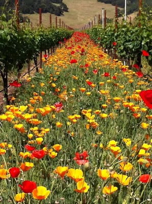 Flowers in vineyards unbelievable!