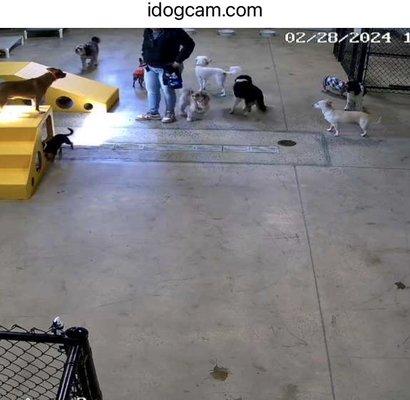 One of 6 doggy cams, dogs all seemed mellow in her small dog group.