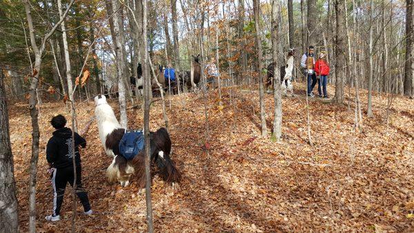 Trekking with llamas