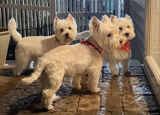 fresh from Puppy Love Spa  Boris, Cooper & Lucy