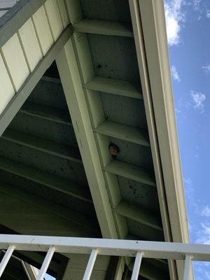 Wasp nest