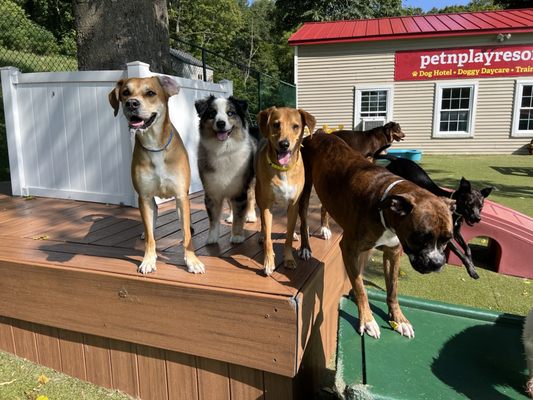 Doggy daycare