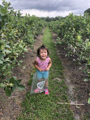 Scarlett's first time blueberry picking